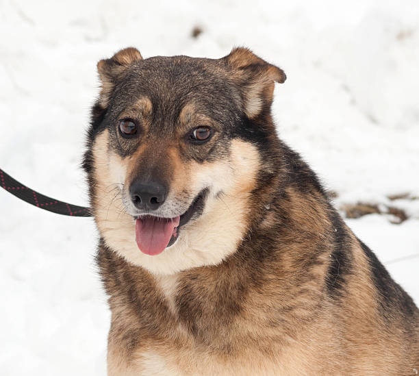 istock Gray mongrel dog sitting on snow 514794942