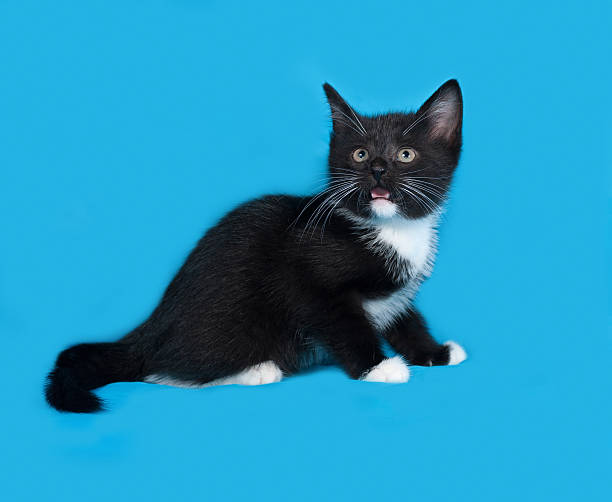istock White and black kitten sitting on blue 514795260