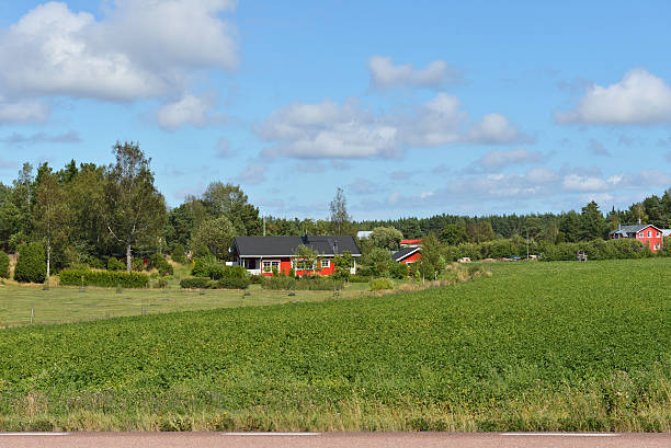 istock Rural landscape. Potato field 514797459