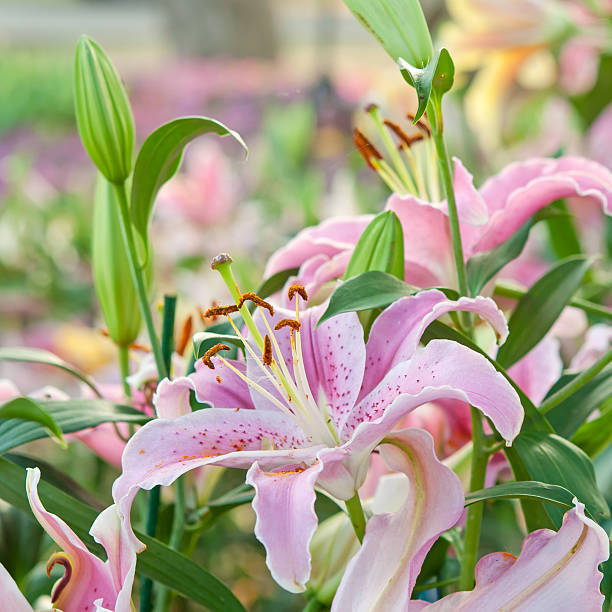 istock Blossoming lilies in the garden 514797631