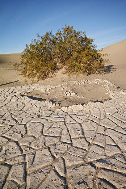 playa do vale da morte - mesquite tree imagens e fotografias de stock