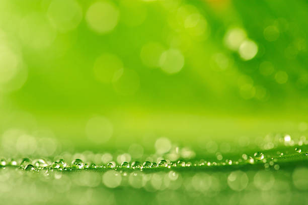 istock Water drops on the green grass as a background 514797864