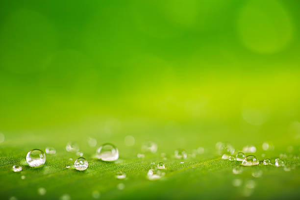 Rain drops over fresh green leaf texture, natural background stock photo
