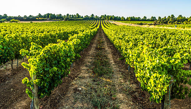 포도원입니다 아침에 - agriculture winemaking cultivated land diminishing perspective 뉴스 사진 이미지