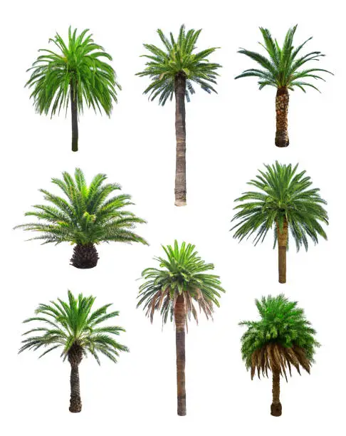 Photo of palm