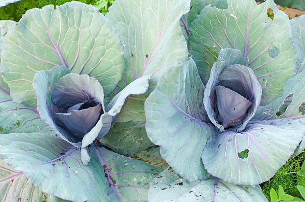istock kale plant in the farmland 514799951