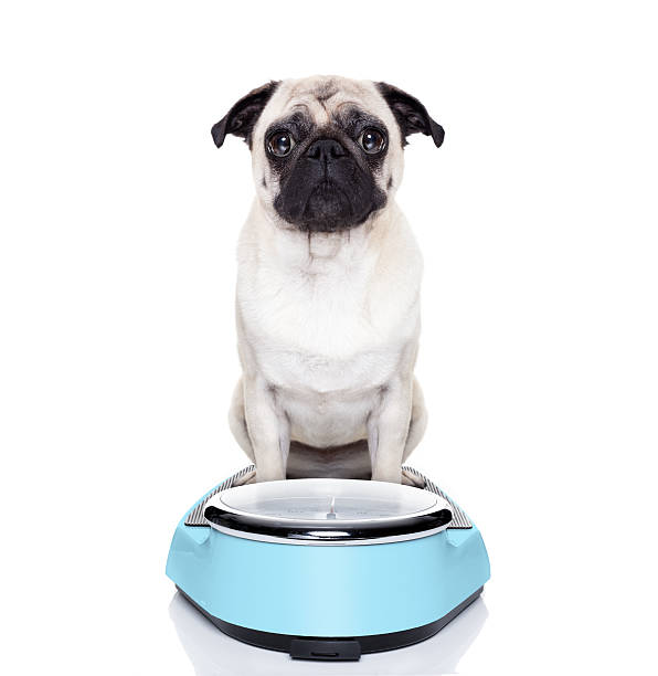 fat dog on scale fat pug dog on a scale not happy about it low body fat stock pictures, royalty-free photos & images