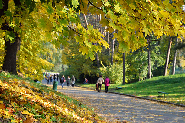 istock Autumn in the botanical garden 514802227