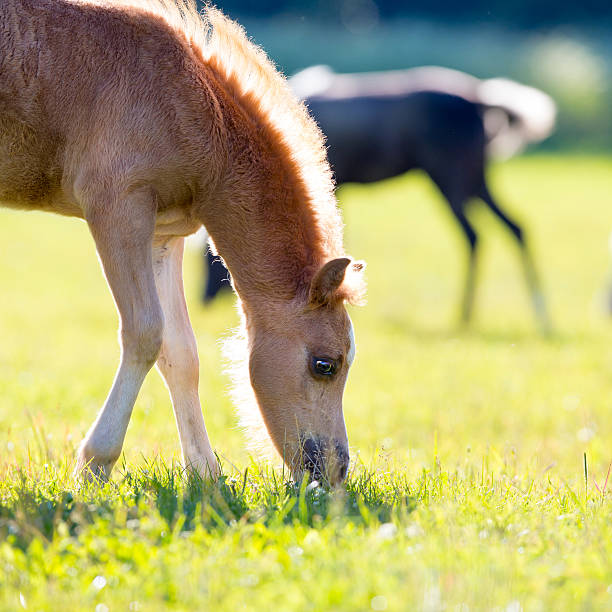 Foal eating grass in field http://s019.radikal.ru/i600/1204/bb/5d41035f432c.jpg welsh pony foal stock pictures, royalty-free photos & images
