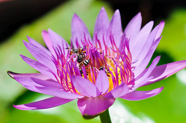 istock Pink Lotus flower beautiful lotus. 514803053