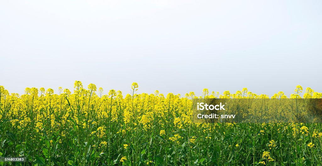 Campo de Estupro, canola culturas em céu azul - Foto de stock de Agricultura royalty-free