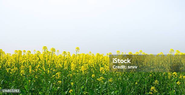 Foto de Campo De Estupro Canola Culturas Em Céu Azul e mais fotos de stock de Agricultura - Agricultura, Ajardinado, Amarelo