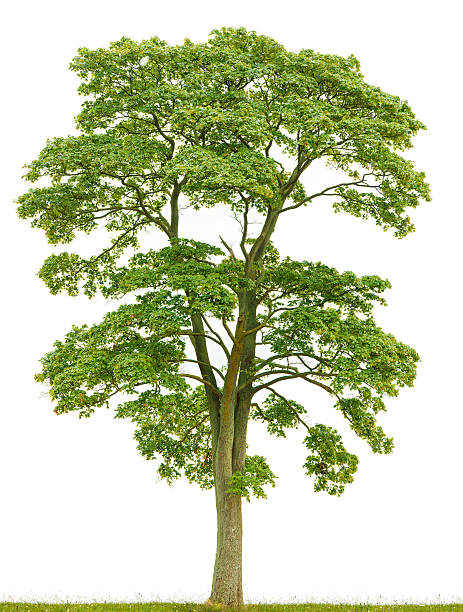 Large Norway maple tree (Acer platanoides) isolated on white. stock photo
