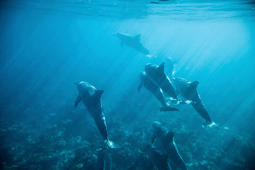 Dolphins in the Indian Ocean around Mauritius island