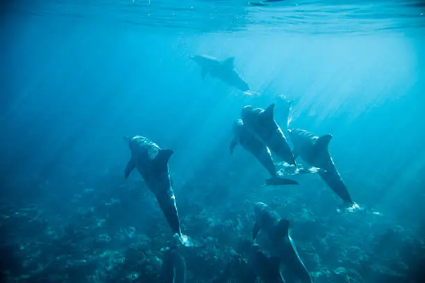 Photo of Dolphins