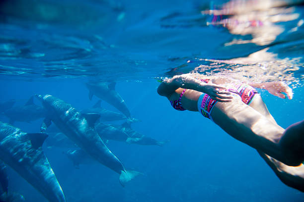 Swiming in the Indian ocean with dolphins stock photo