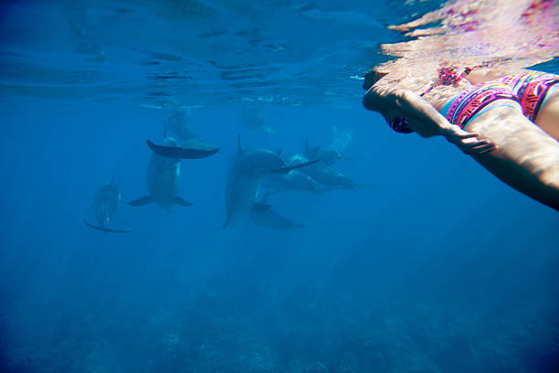 istock Swiming in the Indian ocean with dolphins 514804351