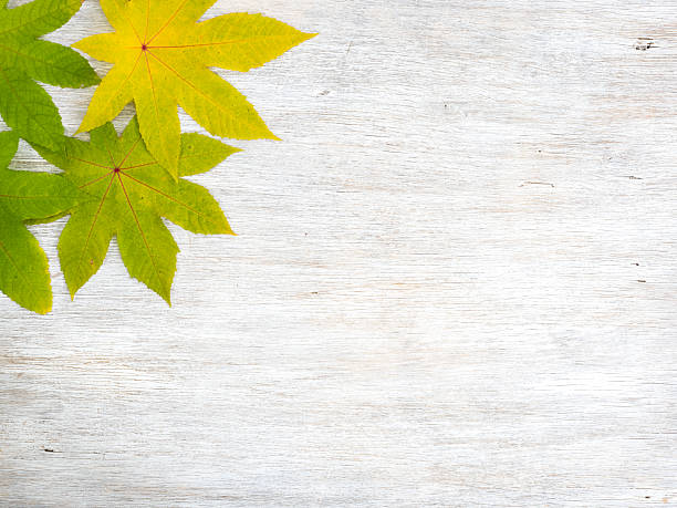 Hojas de otoño sobre fondo de madera - foto de stock