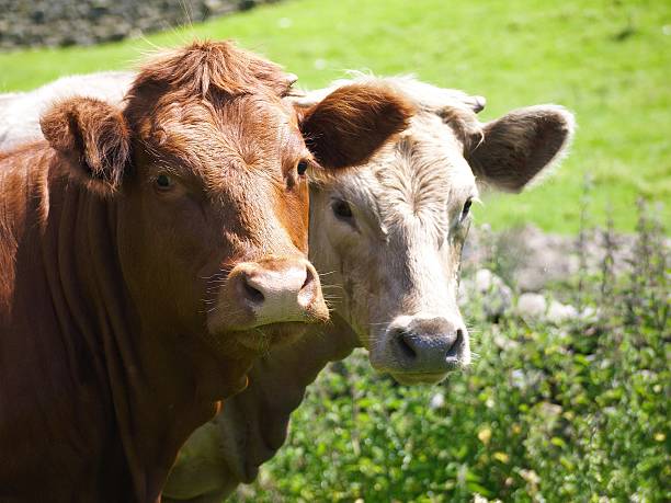 istock Young Bull with it;s mother 514804435