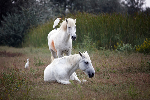 Horses and egrets in the Camargue