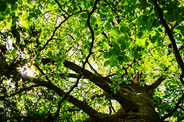 Charakter Szczegóły-drzewo z zielonych liści – zdjęcie