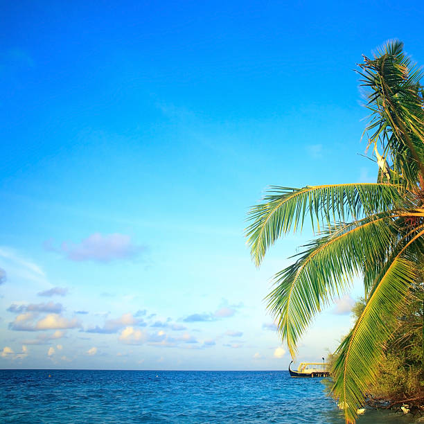 istock Untouched tropical beach in Maldives 514825191