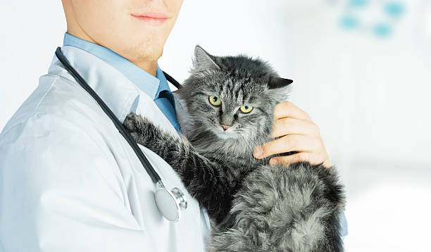 istock Vet holds a cat in clinic 514825395