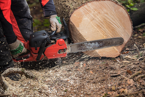 Man cutting tree trunk by using chainsaw in forest.