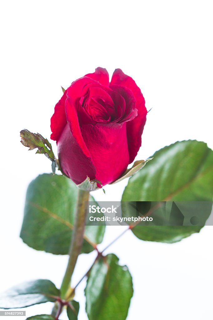 Photo Red Rosed Red Rose Isolated Stock Photo - Download Image Now - Beauty In Nature ...