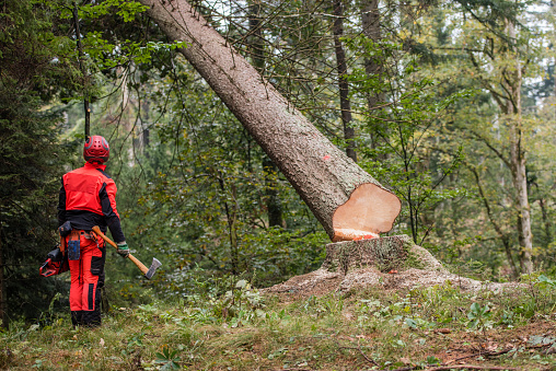 Man wearing protective workwear and standing in forest, tree trunk falling.