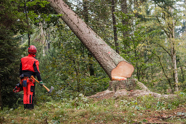 Man standing in forest Man wearing protective workwear and standing in forest, tree trunk falling. axe stump stock pictures, royalty-free photos & images