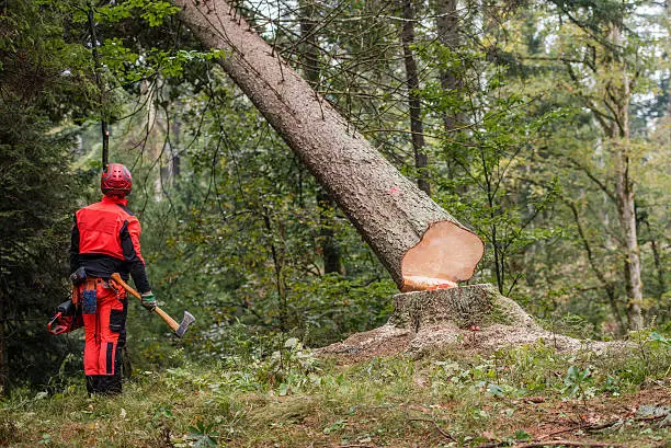 Photo of Man standing in forest