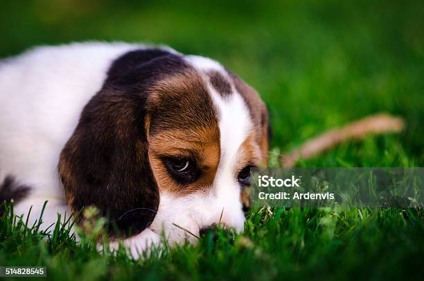 Cucciolo Di Beagle Giocare Con Un Ramo In Giardino - Fotografie stock e altre immagini di Ambientazione esterna - Ambientazione esterna, Animale, Animale da compagnia