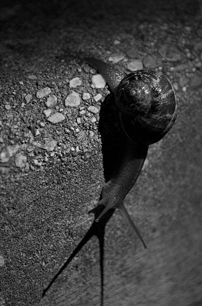 caracol con sombra - snail environmental conservation garden snail mollusk fotografías e imágenes de stock