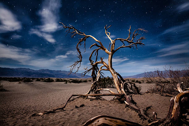 Dead Mesquite Tree At Night, Mesquite Flat Dunes, Death Valley The gnarled and twisted branches of a dead mesquite tree in the sand of the Mesquite Flat Dunes in Death Valley National Park, lit by moonlight at night with stars emerging from a semi-cloudy sky. death valley desert photos stock pictures, royalty-free photos & images