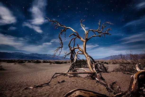 The gnarled and twisted branches of a dead mesquite tree in the sand of the Mesquite Flat Dunes in Death Valley National Park, lit by moonlight at night with stars emerging from a semi-cloudy sky.
