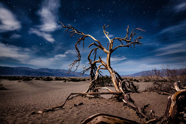 mortos algarobeira à noite, dunas planas de mesquite, do vale da morte - twisted tree california usa imagens e fotografias de stock