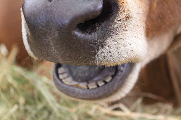 istock Jersey cow nose and mouth, dairy cattle, smiling, laughing cow 514830307