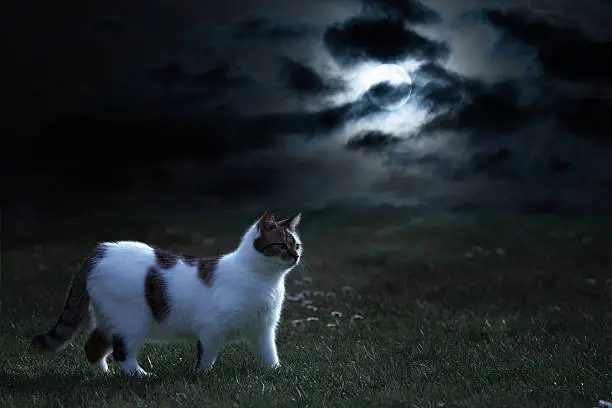 Cat at night walk, cloudy sky and lighting moon