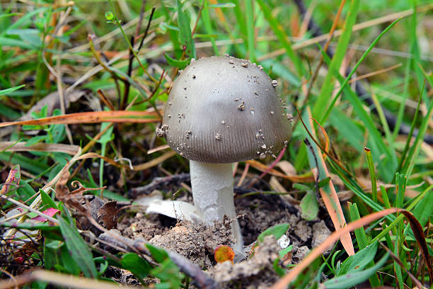 istock amanita mairei 514830845