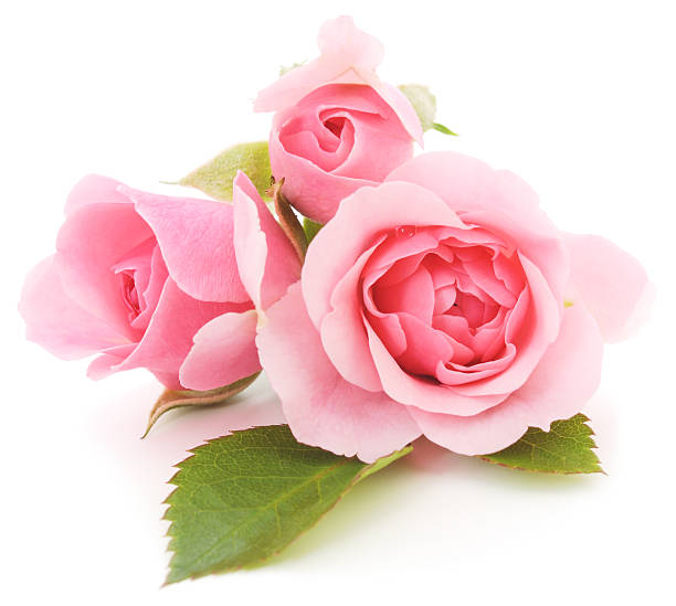 Pink Roses stock photo