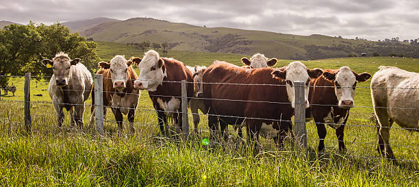 istock Bulls behind the fence 514831504