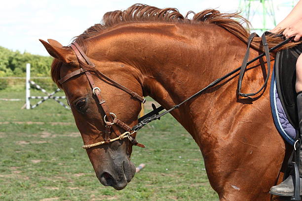 arabian chestnut stallion rearing. at mountain background