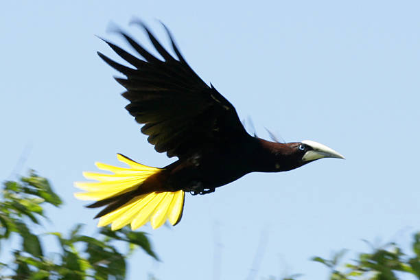 istock Male Crested Oropendola flying  (Psarocolius decumanus insularism) 514832300