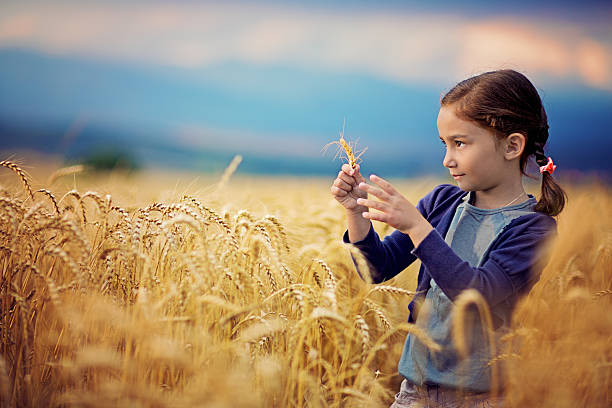 istock In the field of wheat 514832891