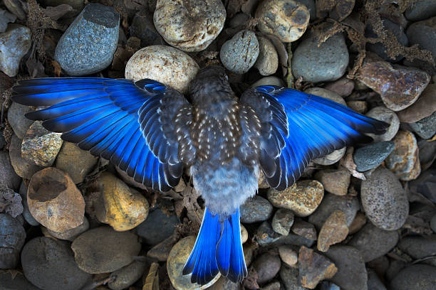 A dead Blue bird laying on rock with it's wings spread  Bluejay, young