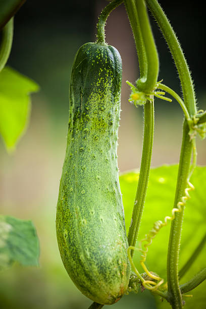 istock Fresh cucumber in greenhouse 514834990