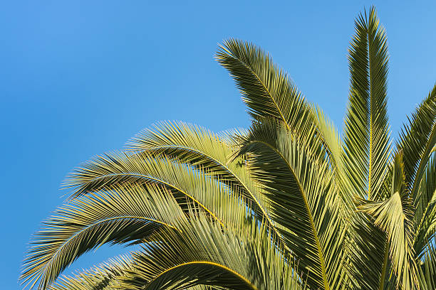 istock closeup of palm tree fronds 514837190