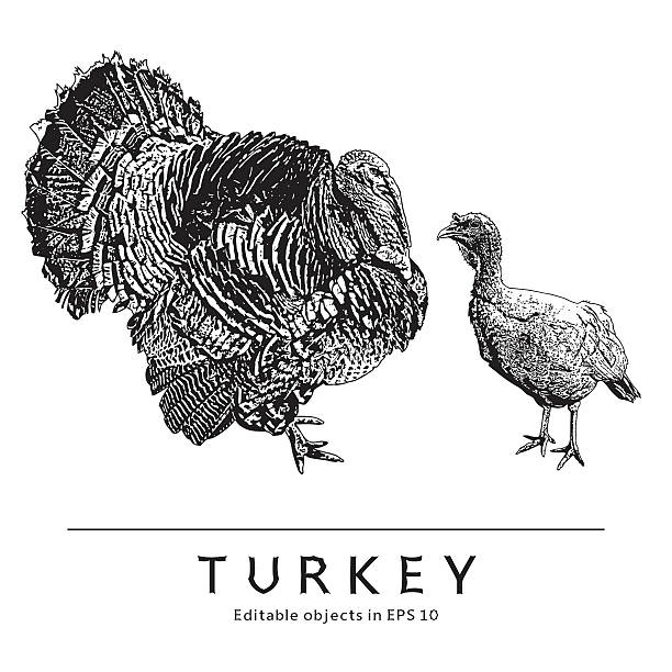 istock Turkey And Turkey Cock. Poultry, Domestic Bird. 514838714