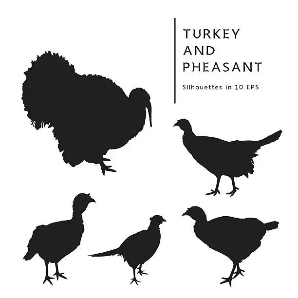Vector illustration of Turkey, Turkey Cock, And Pheasant.